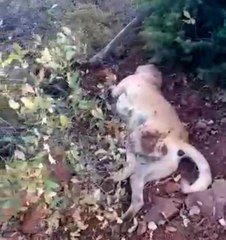 Av tüfeği ile katledilen çoban köpeği çalıların arasında bulundu