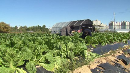 김장용 배추·무에 남은 농약 얼마나 되나...특별 조사 돌입 / YTN