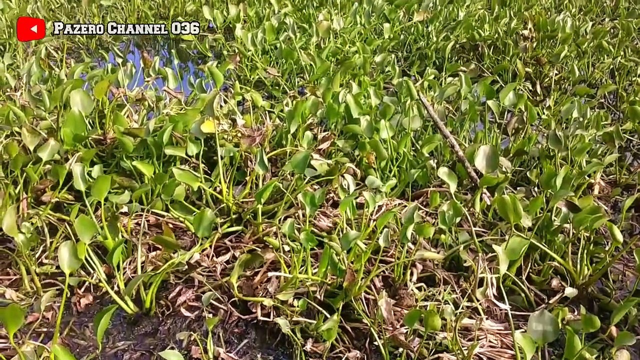 CARA FERMENTASI ENCENG GONDOK UNTUK PAKAN TERNAK AYAM KAMPUNG