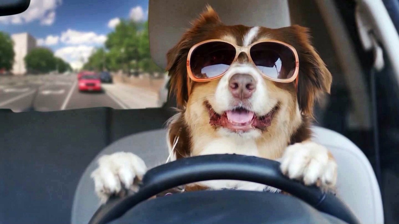 Be a lucky dog!
