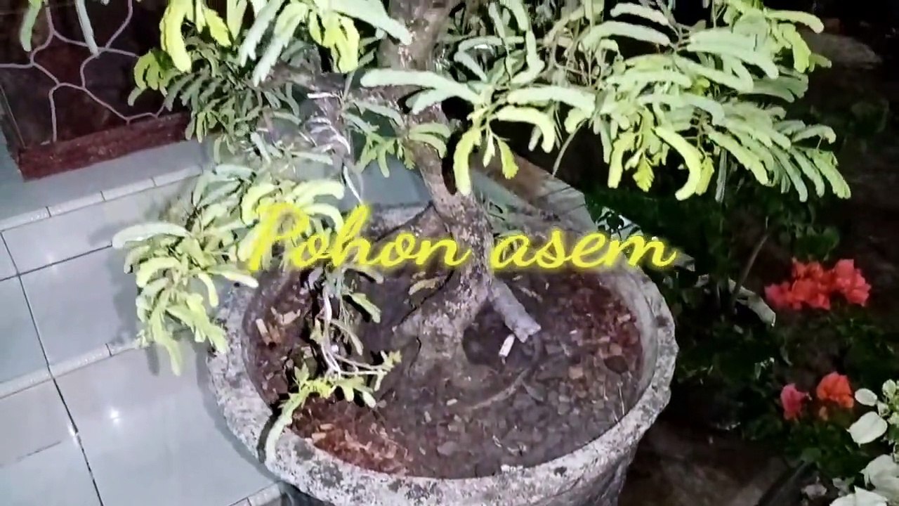 Tanaman bonsai.