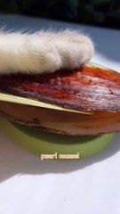 Cat's Homemade Longyin Pearl That Will Amaze You! _ Chef Cat Cooking