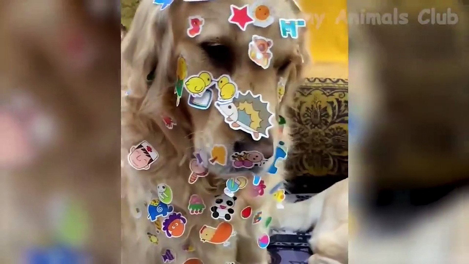 Funny Animal Videos 2022  - Funniest Cats And Dogs Videos  funny animals life,funny animals,funny an