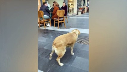 가장 재미있는 동물들  고양이와 개와 함께하는 즐거움 2022  LA #103