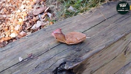 Top 5 Animals Still Alive After Death - Snake Head   Wild Animal Life