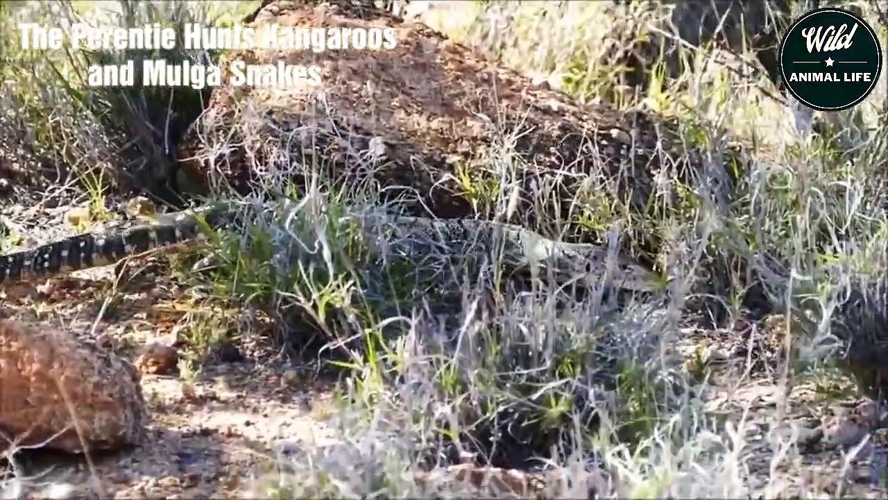 Australia's Largest Lizard - Perentie Hunts Kangaroos and Mulga Snakes   Wild Animal Life