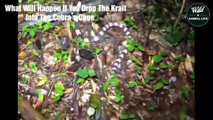 What Happen If You Drop The Malayan krait into The Cobra’s Cage   Wild Animal Life