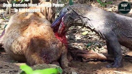 How Komodo dragon Powerful Does it Have Enough Power to Kill a Leopard   Wild Animal Life