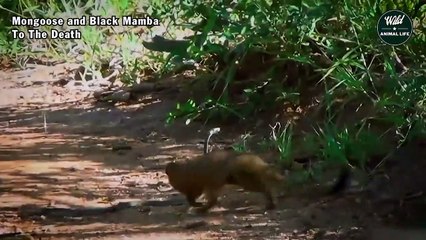 Mongoose and Black Mamba Fight to the Death