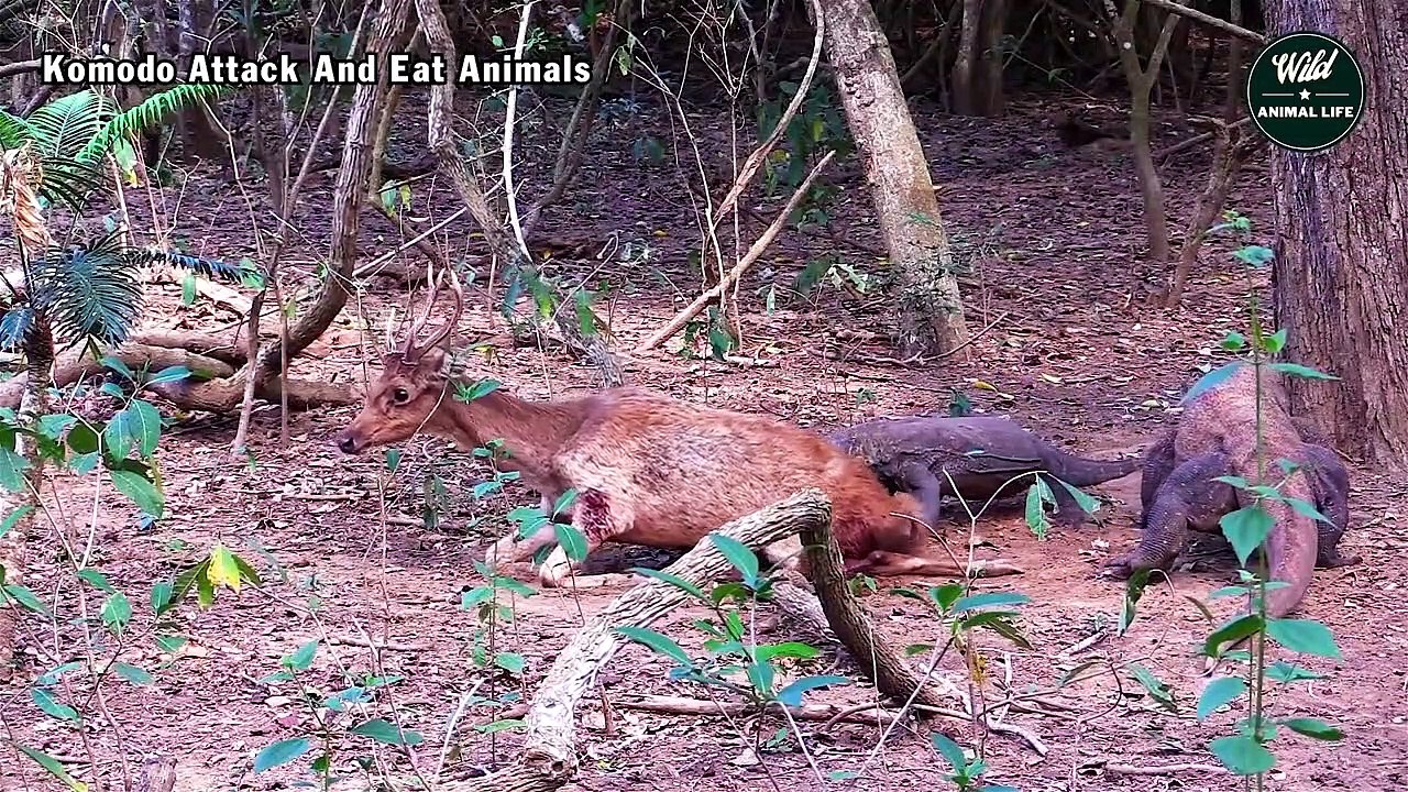Komodo Attack And Eat Animals Caught On Camera