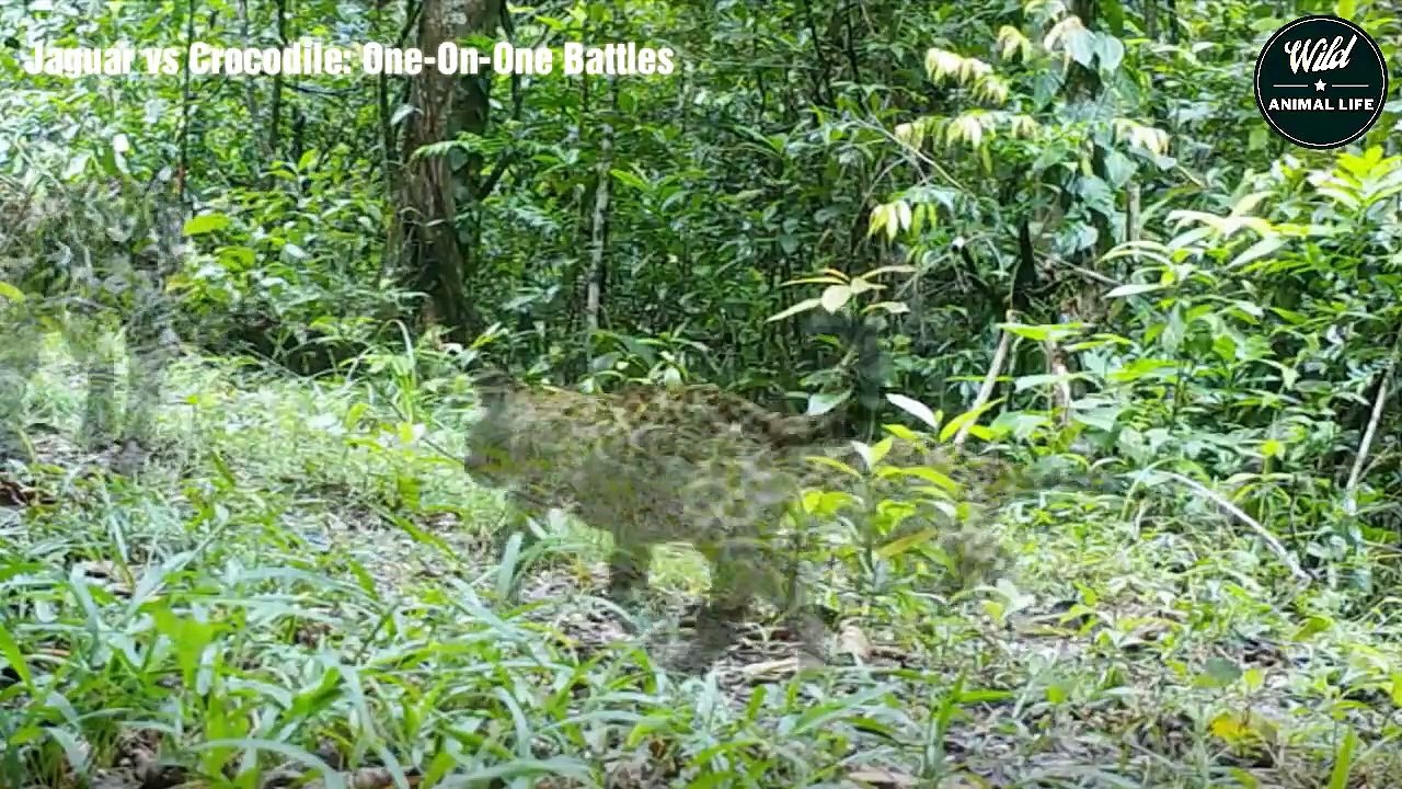 The Jaguar Attack Kills and Eats The Giant Crocodile   Wild Animal Life