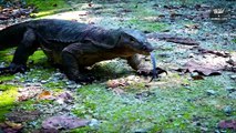 King Cobra Trying To Eat Giant Monitor Lizard And Get The End - Animal Fighting   Wild Animal Life