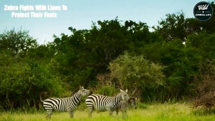 Newborn Zebra Being Brutally Eaten By Lion's Power - Animals Fighting   Wild Animal Life