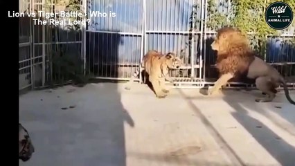 Fierce Battle Of Lion Vs Tiger For Lordship - Wild Animal Life