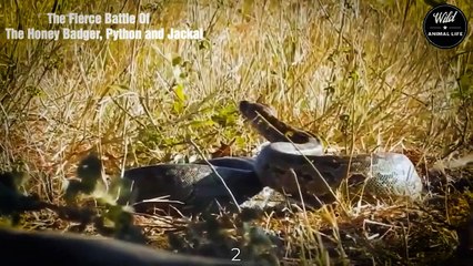 Life And Death Battle Of Honey Badger, Jackal vs Python - Wild Animal Life
