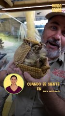El armadillo: así se protege este mamífero de sus depredadores