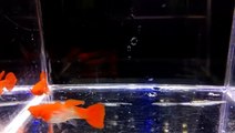 Guppy Populer Di Indonesia