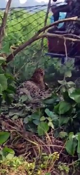 Rescue of Liopard from the Near by village of Nepal
