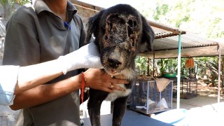The dog who grew a new face – Kalu’s astounding recovery (graphic).