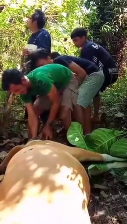 Proses bantu lahiran sapi, sampai ditarik keluar