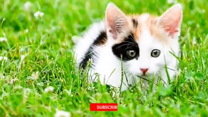 familiar animal life: cat, chicken, duck, elephant, horse