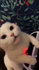 Funy animals
