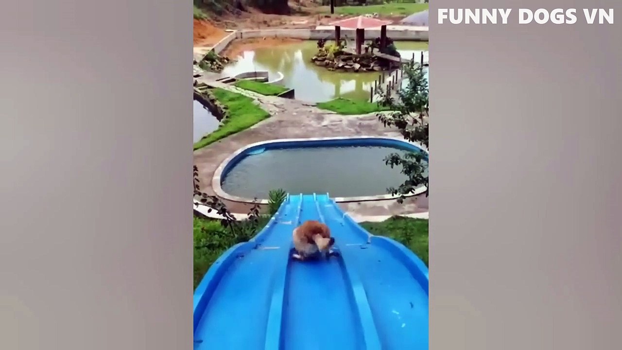 Funniest Animals Video - Funny Dogs And Cats - Try Not To Laugh Animals 2022