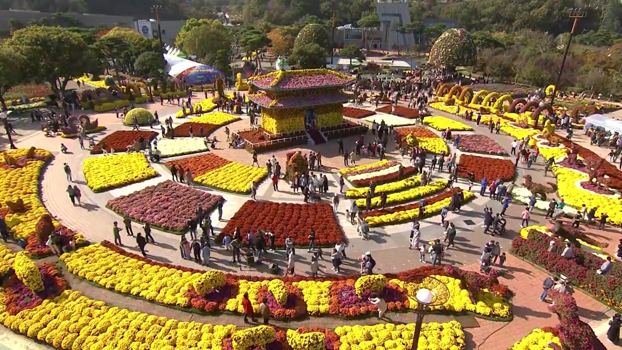 [날씨] 함평 국화 축제 한창...내일부터 반짝 추위 / YTN