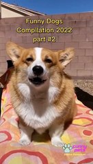 Funny Dogs Compilation Part2