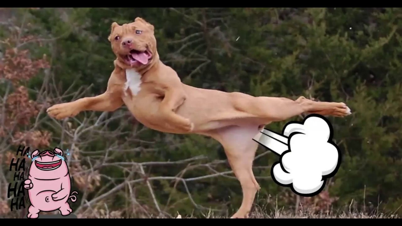 funny animal video funny videos | try not to laugh#5@Funny Cat