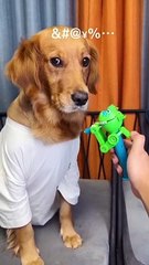 Dog_  #funny animals shorts