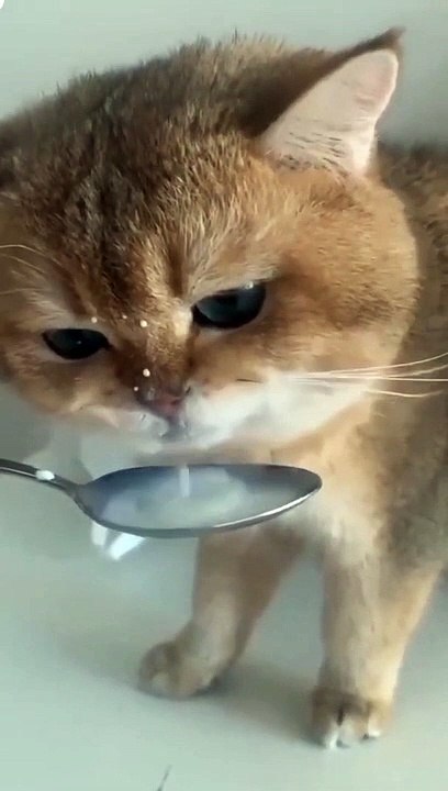 So cute cat ❤️#catlover #