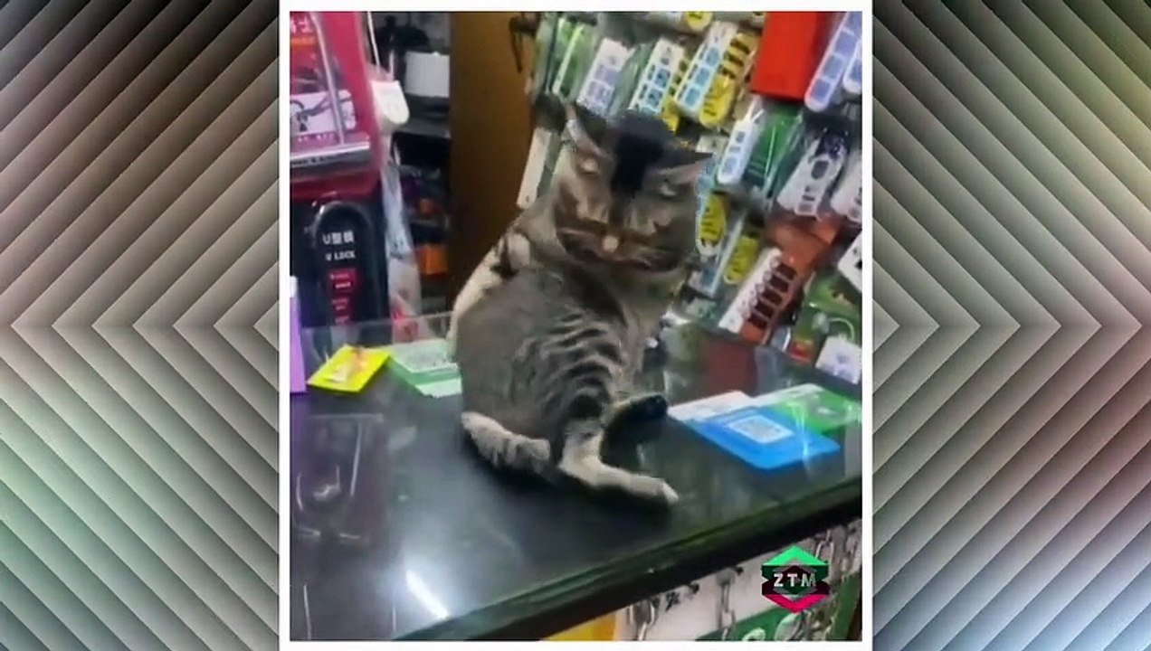 This cat is broken, what do you think_