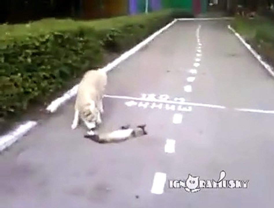 Too funny dog thought the cat was dead_360p