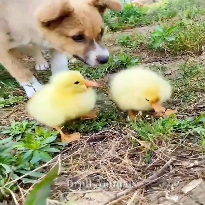 Baby Dogs - Cute and Funny Dog Videos Compilation #31 _ Funniest & Cutest Golden Retriever Puppies