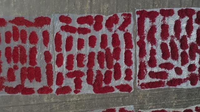 Kahramanmaraş haberi! KAHRAMANMARAŞ - ŞEHİRLERİN LEZZET REKABETİ - Gaziantep ve Kahramanmaraş arasında tescilli acı biber rekabeti yaşanıyor