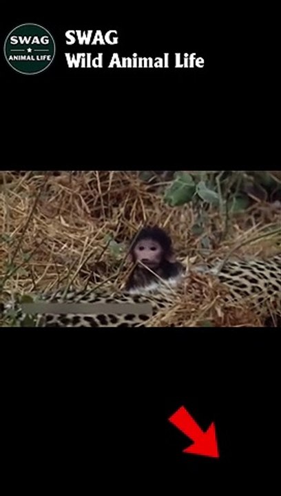 LEOPARS VS BABOON