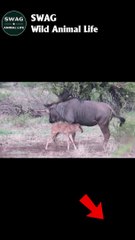 Black backed attcak wildebeest