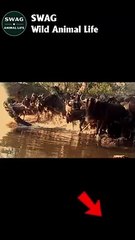 Crocodiles vs wildebeest 3
