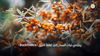 فوائد السدر للبشرة بكافة أنواعها