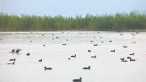 Iğdır gündem haberleri... Iğdır'ın sulak alanları göçmen kuşlarla doldu