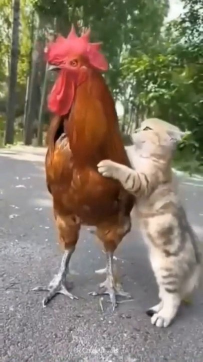 Funny And Cute Animal __ Funny cats compilation and dog   Cute Animals  Part 12