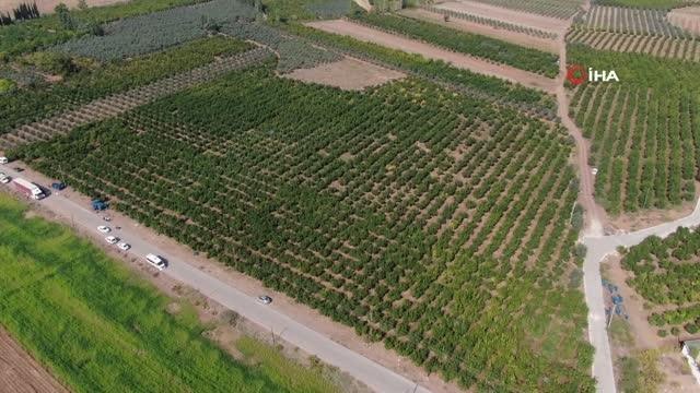 Fiyatı yüzde yüz artan nar, üreticinin yüzünü güldürüyor