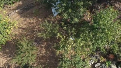 Kestane "cambazları"nın zorlu mesaisi