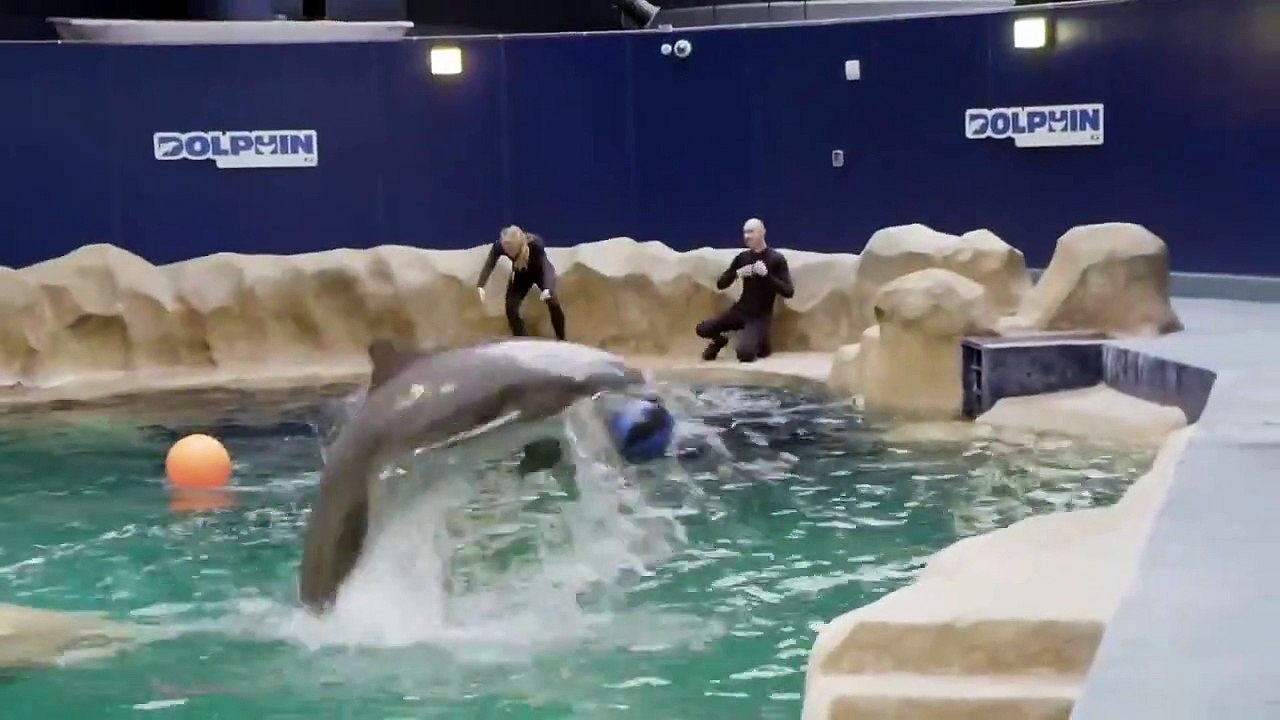 The Aquarium - Se1 - Ep09 - Dolphin Doctor HD Watch HD Deutsch