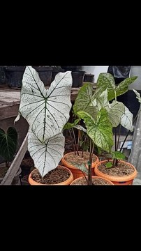 Smart ideas 2023 for growing flowers and plants Garden House