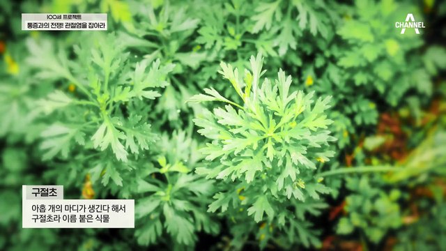 ※관절과 연골 관리에 도움되는 '구절초'※ 구절초는 관절초라고도 불릴 정도이다?