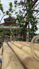 Kicauan burung dan kopi hitam ku