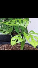 Smart ideas 2023 for growing flowers and plants Garden House