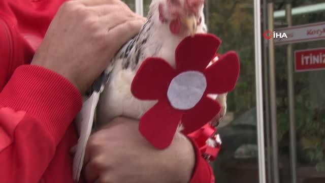 Ankara haberleri... Ankara'daki bir tantunicide Gezen tavuk görenleri şaşırttı